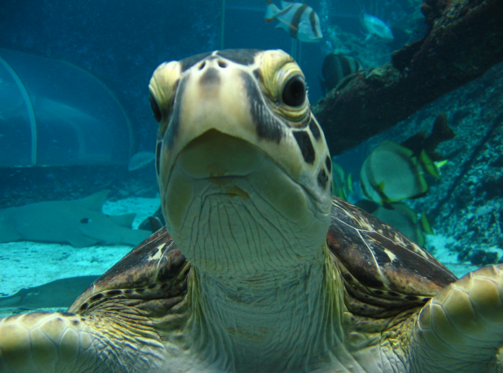 Turtle Connections – Ecolinc